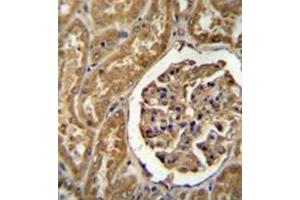 Immunohistochemistry analysis in formalin fixed and paraffin embedded human kidney tissue reacted with MOGT1 Antibody (C-term) followed by peroxidase conjugation of the secondary antibody and DAB staining.