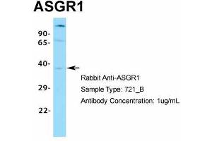 Host:  Rabbit  Target Name:  ASGR1  Sample Type:  721_B  Antibody Dilution:  1. (Asialoglycoprotein Receptor 1 anticorps  (N-Term))