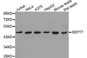 Western blot analysis of extracts of various cell lines, using SEPT7 antibody (ABIN6291642). (Septin 7 anticorps)