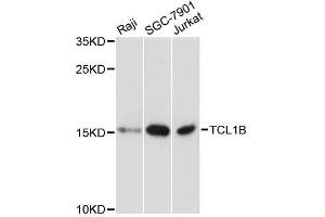 Western blot analysis of extracts of various cell lines, using TCL1B antibody. (TCL1B anticorps  (AA 1-128))