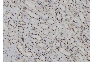 ABIN6278236 at 1/100 staining Human kidney tissue by IHC-P. (HDLBP anticorps  (N-Term))