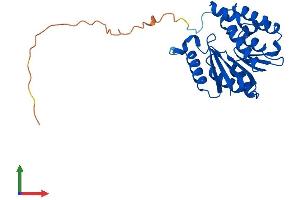 AlphaFold protein structure predicition of Mouse Recombinant Comtd1 Protein, UniprotID Q8BIG7