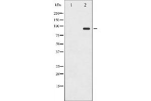 Western blot analysis of ICAM-1 phosphorylation expression in TNF-α treated HeLa whole cell lysates,The lane on the left is treated with the antigen-specific peptide. (ICAM1 anticorps  (pTyr512))