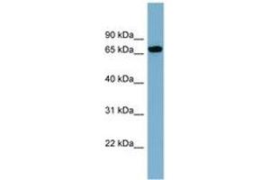 Image no. 1 for anti-Sorting Nexin 18 (SNX18) (AA 107-156) antibody (ABIN6742154) (SNX18 anticorps  (AA 107-156))
