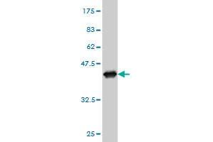 Western Blot detection against Immunogen (37.