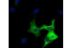 Immunofluorescence (IF) image for anti-Dynein, Cytoplasmic 1, Light Intermediate Chain 1 (DYNC1LI1) antibody (ABIN1497931) (DYNC1LI1 anticorps)