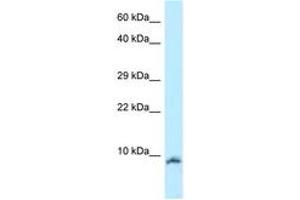 Image no. 1 for anti-Oxytocin (OXT) (AA 11-60) antibody (ABIN6747921) (Oxytocin anticorps  (AA 11-60))