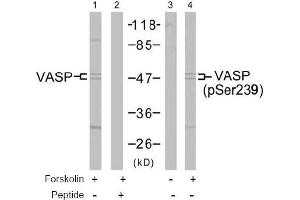 Image no. 2 for anti-Vasodilator-Stimulated phosphoprotein (VASP) (pSer239) antibody (ABIN196882) (VASP anticorps  (pSer239))