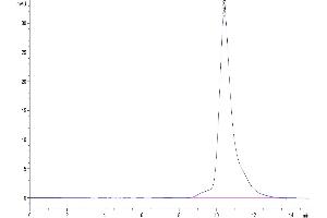The purity of Human EGF is greater than 95 % as determined by SEC-HPLC.