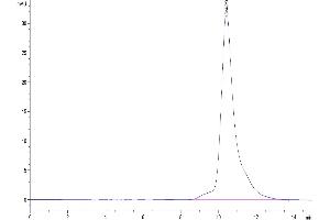 The purity of Human EGF is greater than 95 % as determined by SEC-HPLC. (EGF Protéine)