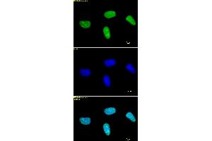 Histone H3 dimethyl Lys27 antibody tested by immunofluorescence. (Histone 3 anticorps  (2meLys27))