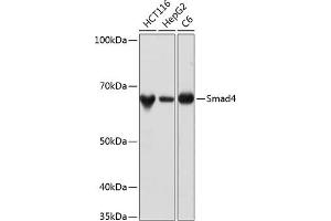 Western blot analysis of extracts of various cell lines, using Smad4 antibody (ABIN7270340) at 1:1000 dilution. (SMAD4 anticorps)