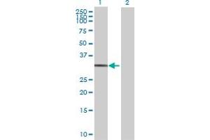 Western Blot analysis of STX12 expression in transfected 293T cell line by STX12 MaxPab polyclonal antibody. (Syntaxin 12 anticorps  (AA 1-276))