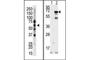 Image no. 1 for anti-Epsin 2 (EPN2) (N-Term) antibody (ABIN357623) (Epsin 2 anticorps  (N-Term))