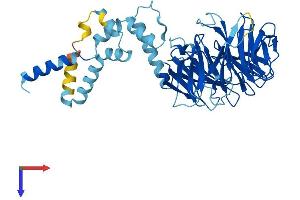 AlphaFold protein structure predicition of Human Recombinant FBXW2 Protein, UniprotID Q9UKT8