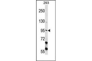 Western blot analysis of ECT2 Antibody  in 293 cell line lysates (35ug/lane). (ECT2 anticorps  (Middle Region))