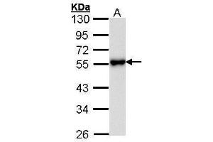 WB Image Sample (30 ug of whole cell lysate) A: Hela 10% SDS PAGE antibody diluted at 1:1000 (KISS1R anticorps)