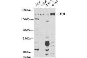 Western blot analysis of extracts of various cell lines, using EXO1 Antibody (ABIN6129824, ABIN6140356, ABIN6140357 and ABIN6219087) at 1:1000 dilution. (Exonuclease 1 anticorps  (AA 601-846))