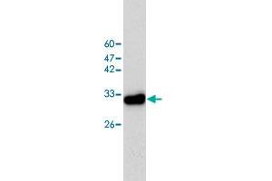 Western blot analysis of HeLa whole cell lystae with CAPZA1 monoclonal antibody, clone 2  at 1:1000 dilution.