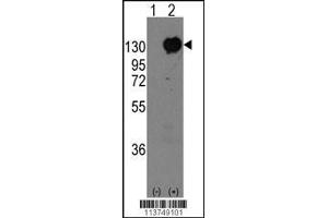 Western blot analysis of CDH15 using rabbit polyclonal CDH15 Antibody using 293 cell lysates (2 ug/lane) either nontransfected (Lane 1) or transiently transfected with the CDH15 gene (Lane 2). (Cadherin anticorps  (C-Term))