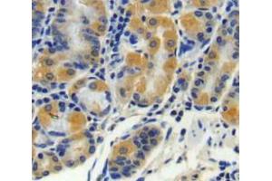 IHC-P analysis of stomach tissue, with DAB staining. (CPN2 anticorps  (AA 249-540))