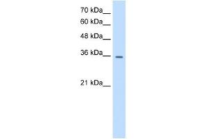 TRPM5 antibody used at 0. (TRPM5 anticorps  (N-Term))