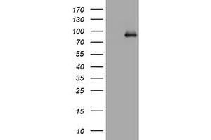 Western Blotting (WB) image for anti-Actin Filament Associated Protein 1 (AFAP1) (AA 100-386) antibody (ABIN2715792) (AFAP anticorps  (AA 100-386))