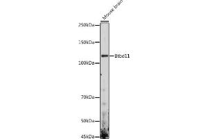 Western blot analysis of extracts of Mouse brain, using Btbd11 antibody (ABIN7265953) at 1:1000 dilution. (BTBD11 anticorps)