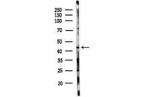 Western blot analysis of lysates from 3-L1 P6(LPS, 4h treatment), using MAPK3 Antibody at 1/1000 dilution.