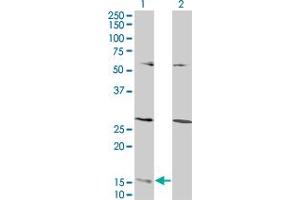 Western Blot analysis of GHRL expression in transfected 293T cell line by GHRL monoclonal antibody (M07), clone 1C8. (Ghrelin anticorps  (AA 1-117))