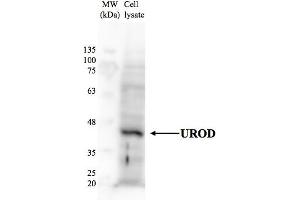 Human HepG2 (UROD anticorps  (N-Term))