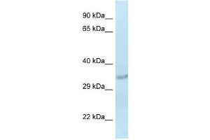 Western Blot showing Sult1c2 antibody used at a concentration of 1. (SULT1C2 anticorps  (Middle Region))