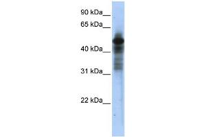 WB Suggested Anti-RORC Antibody Titration:  0.