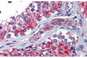 Immunohistochemistry with Human Testis lysate tissue at an antibody concentration of 5. (NPY1R anticorps  (Middle Region))