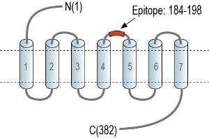 anti-G Protein-Coupled Receptor 132 (GPR132) (AA 184-198), (Extracellular), (Loop 2) antibody
