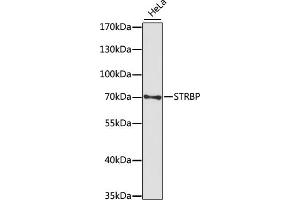 Western blot analysis of extracts of HeLa cells, using STRBP antibody (ABIN7270523) at 1:1000 dilution. (STRBP anticorps  (AA 40-190))