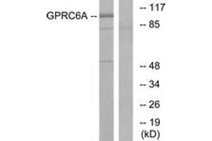 Western Blotting (WB) image for anti-G Protein-Coupled Receptor, Family C, Group 6, Member A (GPRC6A) (AA 471-520) antibody (ABIN2890865) (GPRC6A anticorps  (AA 471-520))