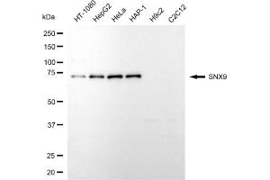 Western blotting analysis using SNX9 antibody (ABIN7800413).