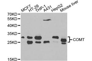 Western blot analysis of extracts of various cell lines, using COMT antibody (ABIN1871958) at 1:1000 dilution. (COMT anticorps)