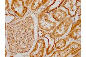 IHC image of ABIN7171189 diluted at 1:1200 and staining in paraffin-embedded human kidney tissue performed on a Leica BondTM system. (Syndecan 1 anticorps  (AA 23-254))