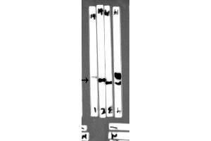Western blot analysis of extracts from Mouse spleen tissue,Rat spleen tissue,HEK293 and 293T cells, using EFNB2 antibody (df7450) at 1/1000 dilution. (Ephrin B2 anticorps  (C-Term))