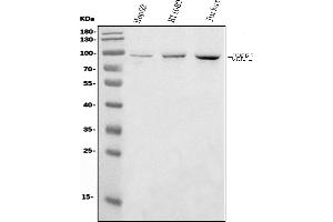 Western blot analysis of NIRF using anti-NIRF antibody (ABIN7603150).
