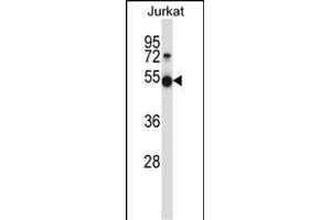 Mouse Pim1 Antibody (C-term) (ABIN657998 and ABIN2846943) western blot analysis in Jurkat cell line lysates (35 μg/lane). (PIM1 anticorps  (C-Term))