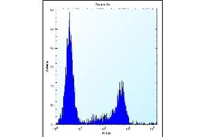 CASC4 Antibody (C-term) (ABIN654468 and ABIN2844202) flow cytometric analysis of Neuro-2a cells (right histogram) compared to a negative control cell (left histogram).
