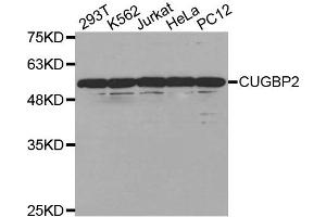 Western Blotting (WB) image for anti-CUGBP, Elav-Like Family Member 2 (CELF2) antibody (ABIN1877045) (CELF2 anticorps)