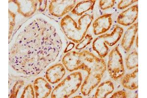IHC image of ABIN7144860 diluted at 1:600 and staining in paraffin-embedded human kidney tissue performed on a Leica BondTM system. (ATP5L anticorps  (AA 2-103))