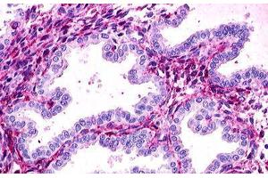 Image no. 1 for anti-Relaxin/insulin-Like Family Peptide Receptor 1 (RXFP1) (C-Term) antibody (ABIN1049304)