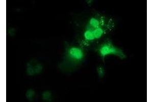 Immunofluorescence (IF) image for anti-OTU Domain, Ubiquitin Aldehyde Binding 2 (OTUB2) antibody (ABIN1499934) (OTUB2 anticorps)