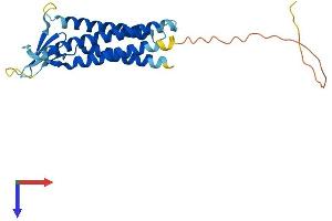 AlphaFold protein structure predicition of Human Recombinant CLDN10 Protein, UniprotID P78369