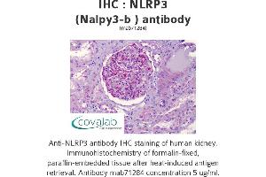 Image no. 1 for anti-NLR Family, Pyrin Domain Containing 3 (NLRP3) antibody (ABIN1724101) (NLRP3 anticorps)